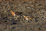 Image. Pin-tailed Sandgrouse