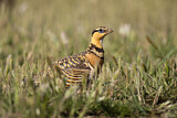 Image. Pin-tailed Sandgrouse