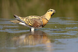 Image. Pin-tailed Sandgrouse