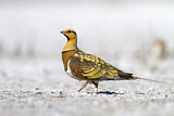 Image. Pin-tailed Sandgrouse