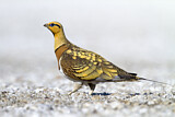 Image. Pin-tailed Sandgrouse