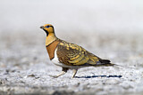 Image. Pin-tailed Sandgrouse