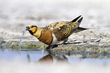 Image. Pin-tailed Sandgrouse