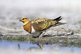 Image. Pin-tailed Sandgrouse