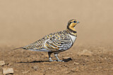 Image. Pin-tailed Sandgrouse