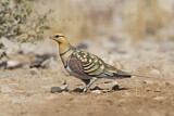 Image. Pin-tailed Sandgrouse
