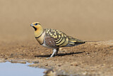 Image. Pin-tailed Sandgrouse
