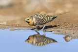 Image. Pin-tailed Sandgrouse
