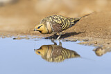 Image. Pin-tailed Sandgrouse