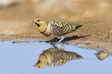 Image. Pin-tailed Sandgrouse