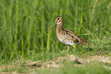 Image. Pin-tailed Snipe