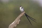 Image. Pin-tailed Whydah
