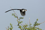 Image. Pin-tailed Whydah