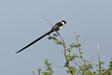 Image. Pin-tailed Whydah