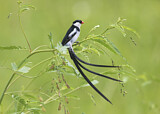 Image. Pin-tailed Whydah