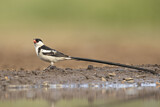 Image. Pin-tailed Whydah