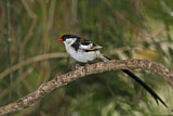 Image. Pin-tailed Whydah