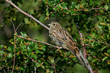 Image. Pine Bunting