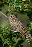Image. Pine Bunting