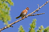 Image. Pine Bunting