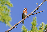Image. Pine Bunting