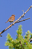 Image. Pine Bunting