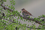Image. Pine Bunting
