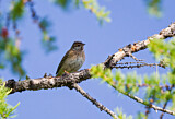 Image. Pine Bunting
