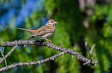 Image. Pine Bunting