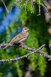 Image. Pine Bunting