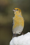 Image. Pine Grosbeak