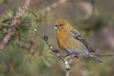 Image. Pine Grosbeak