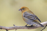 Image. Pine Grosbeak
