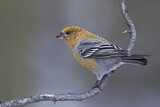 Image. Pine Grosbeak