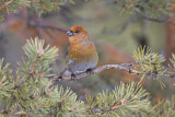 Image. Pine Grosbeak