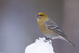 Image. Pine Grosbeak