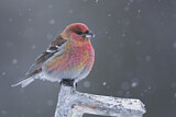 Image. Pine Grosbeak