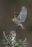 Image. Pine Grosbeak