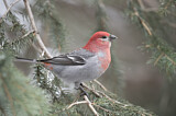 Image. Pine Grosbeak