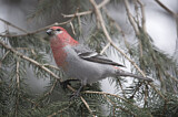 Image. Pine Grosbeak