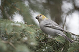 Image. Pine Grosbeak
