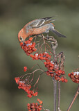 Image. Pine Grosbeak