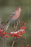 Image. Pine Grosbeak