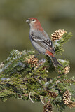 Image. Pine Grosbeak
