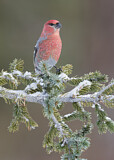Image. Pine Grosbeak