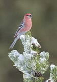 Image. Pine Grosbeak