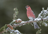 Image. Pine Grosbeak