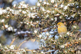 Image. Pine Grosbeak
