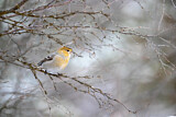 Image. Pine Grosbeak