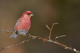 Image. Pine Grosbeak